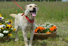 NAMI, Hund, Mischlingshund in Ungarn - Bild 6