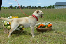 NAMI, Hund, Mischlingshund in Ungarn - Bild 7