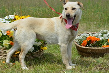 NAMI, Hund, Mischlingshund in Ungarn - Bild 8