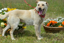 NAMI, Hund, Mischlingshund in Ungarn - Bild 9