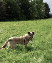LIBBY, Hund, Mischlingshund in Gelnhausen - Bild 20