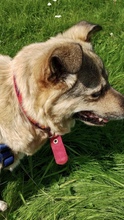 LIBBY, Hund, Mischlingshund in Gelnhausen - Bild 26