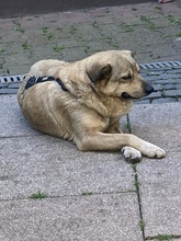 LIBBY, Hund, Mischlingshund in Gelnhausen - Bild 7