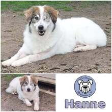 HANNE, Hund, Mischlingshund in Ribnitz-Damgarten - Bild 2