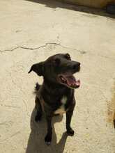 SAURON, Hund, Mischlingshund in Spanien - Bild 1