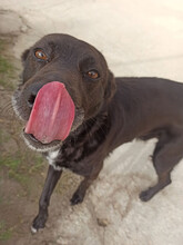 SAURON, Hund, Mischlingshund in Spanien - Bild 20