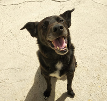 SAURON, Hund, Mischlingshund in Spanien - Bild 21