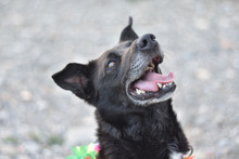 SAURON, Hund, Mischlingshund in Spanien - Bild 4