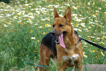 GARFIELD, Hund, Deutscher Schäferhund-Mix in Spanien - Bild 9