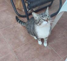 LUCY, Katze, Europäisch Kurzhaar in Spanien - Bild 7