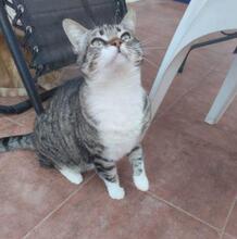 LUCY, Katze, Europäisch Kurzhaar in Spanien - Bild 8
