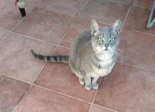 GRIS, Katze, Europäisch Kurzhaar in Spanien - Bild 1