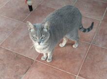 GRIS, Katze, Europäisch Kurzhaar in Spanien - Bild 8