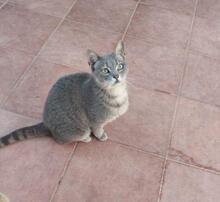 GRIS, Katze, Europäisch Kurzhaar in Spanien - Bild 9