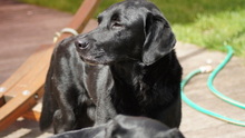 SAMMIE, Hund, Golden Retriever-Labrador-Mix in Utting - Bild 1