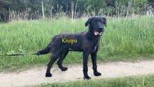 KNOPA, Hund, Mischlingshund in Russische Föderation - Bild 1