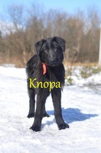 KNOPA, Hund, Mischlingshund in Russische Föderation - Bild 4