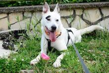 ANNIKA, Hund, Mischlingshund in Bulgarien - Bild 1