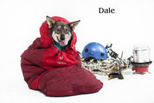 DALE, Hund, Mischlingshund in Russische Föderation - Bild 10