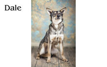 DALE, Hund, Mischlingshund in Russische Föderation - Bild 2