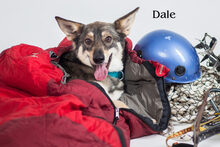 DALE, Hund, Mischlingshund in Russische Föderation - Bild 5