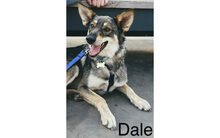 DALE, Hund, Mischlingshund in Russische Föderation - Bild 6