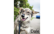 DALE, Hund, Mischlingshund in Russische Föderation - Bild 8