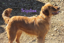 TRIGOLINA, Hund, Irish Setter-Bretonischer Spaniel-Mix in Nürnberg - Bild 6