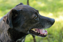 HEDDA, Hund, Mischlingshund in Kroatien - Bild 1
