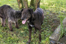 HEDDA, Hund, Mischlingshund in Kroatien - Bild 2