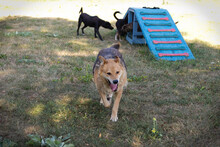 MUFFIN, Hund, Mischlingshund in Kroatien - Bild 2