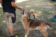 MUFFIN, Hund, Mischlingshund in Kroatien - Bild 3