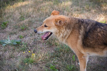 MUFFIN, Hund, Mischlingshund in Kroatien - Bild 4