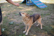 MUFFIN, Hund, Mischlingshund in Kroatien - Bild 7
