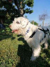 SIRAT, Hund, Mischlingshund in Oberuckersee - Bild 2