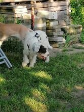 SIRAT, Hund, Mischlingshund in Oberuckersee - Bild 4
