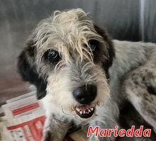MARIEDDA, Hund, Mischlingshund in Italien - Bild 1