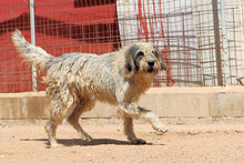 MARIEDDA, Hund, Mischlingshund in Italien - Bild 10