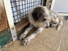 MARIEDDA, Hund, Mischlingshund in Italien - Bild 12