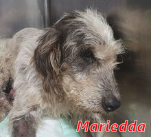 MARIEDDA, Hund, Mischlingshund in Italien - Bild 14