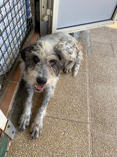 MARIEDDA, Hund, Mischlingshund in Italien - Bild 16