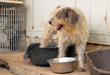MARIEDDA, Hund, Mischlingshund in Italien - Bild 3