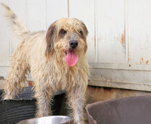 MARIEDDA, Hund, Mischlingshund in Italien - Bild 4