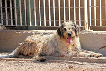 MARIEDDA, Hund, Mischlingshund in Italien - Bild 5