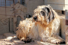 MARIEDDA, Hund, Mischlingshund in Italien - Bild 6