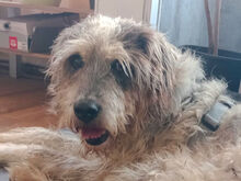 MARIEDDA, Hund, Mischlingshund in Mönchengladbach - Bild 1