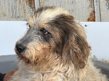MARIEDDA, Hund, Mischlingshund in Mönchengladbach - Bild 11