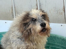 MARIEDDA, Hund, Mischlingshund in Mönchengladbach - Bild 12