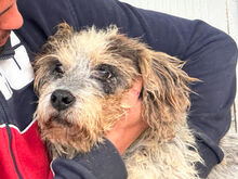 MARIEDDA, Hund, Mischlingshund in Mönchengladbach - Bild 13