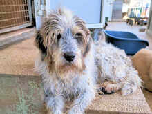 MARIEDDA, Hund, Mischlingshund in Mönchengladbach - Bild 14
